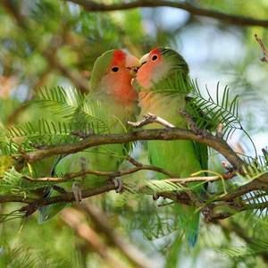 Meet your Posher, Shonda